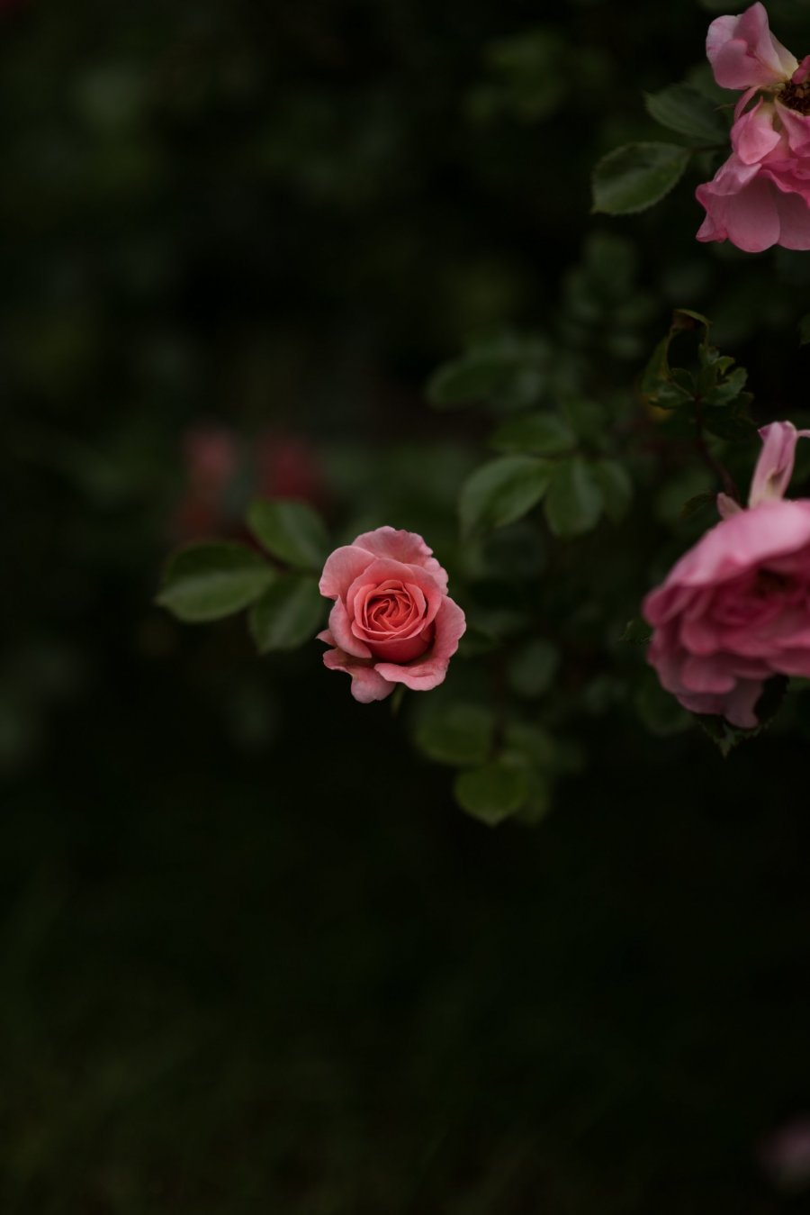 Photo by Mirza Babic on Unsplash